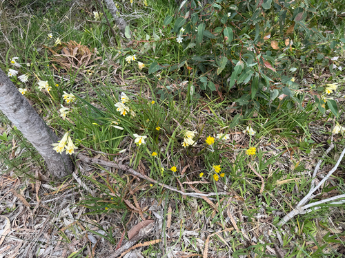 Conostylis aculeata, photograph 5