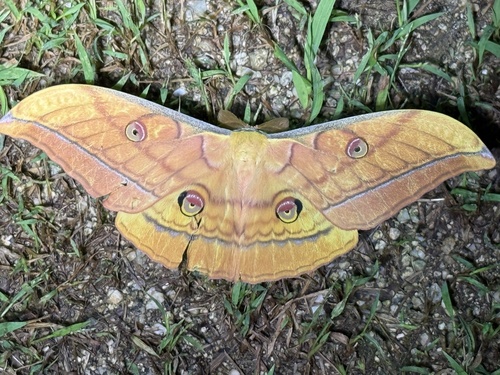 Japanese Silk Moth