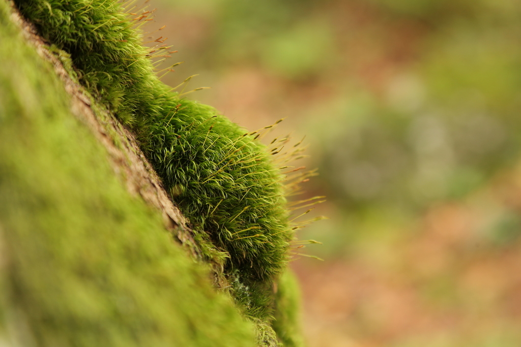 Paraleucobryum sauteri