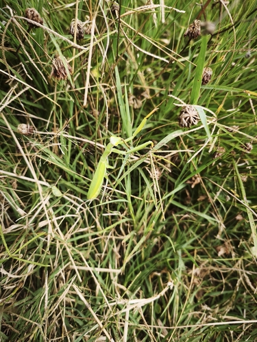 European Mantis