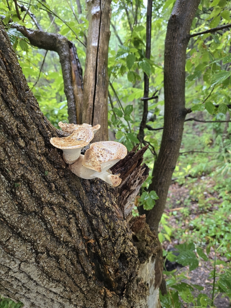 Dryad's Saddle · August 2026 · photo: Photo: (c) Edward Hellerman, some rights reserved (CC BY) · iNaturalist
