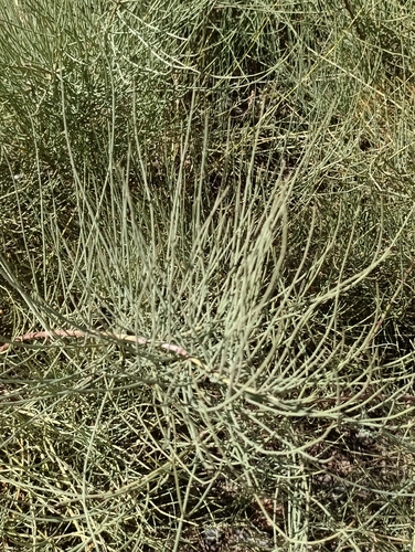 Joint Pine