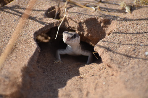 Desert Iguana