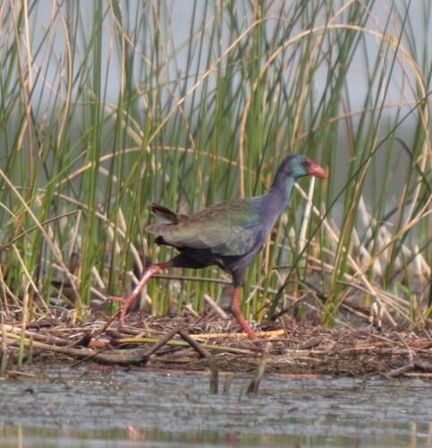 iNaturalist image