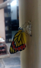 Delias eucharis