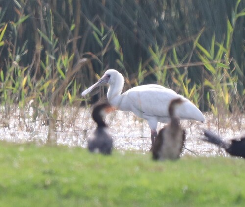 iNaturalist image