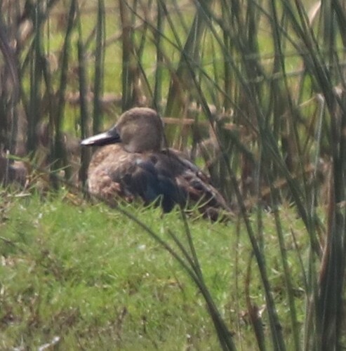 iNaturalist image