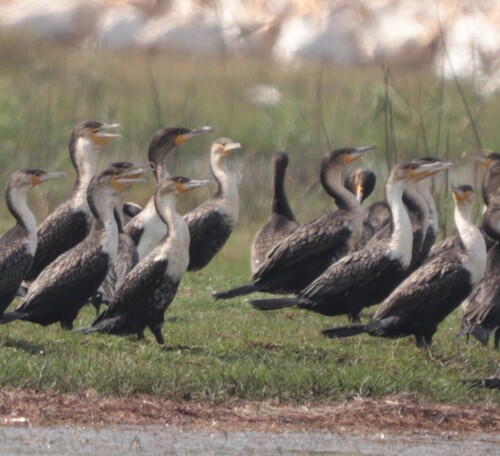 iNaturalist image