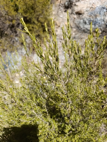 Rosemary