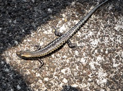 Cryptoblepharus ater