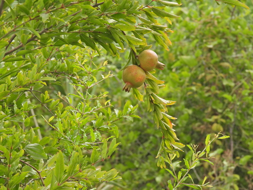 pomegranate