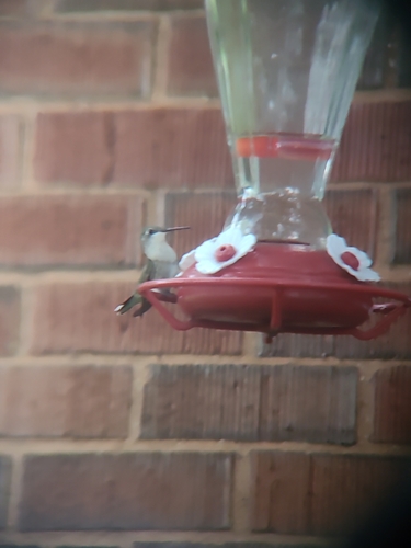 Ruby-throated Hummingbird
