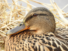 Anas platyrhynchos