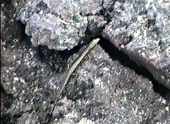 Cryptoblepharus ater