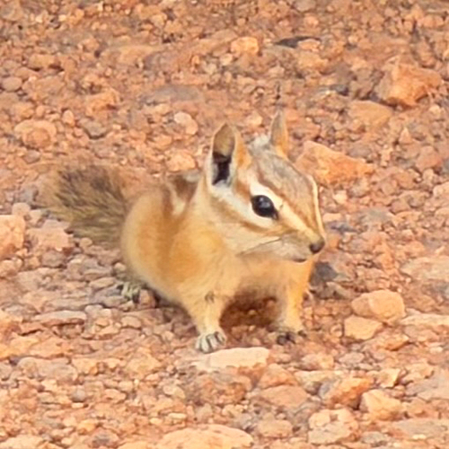 Hopi Chipmunk observed by dj2024