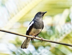 Copsychus saularis