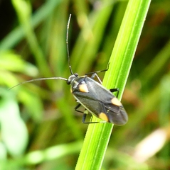 Capsodes flavomarginatus