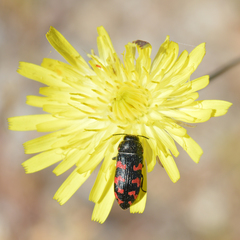 Acmaeodera quadrizonata