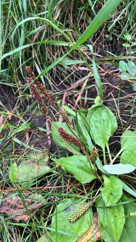 greater plantain