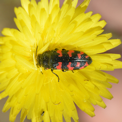 Acmaeodera quadrizonata