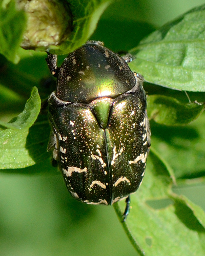 Copper Chafer photo 4