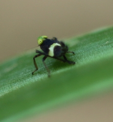 Cicadellidae