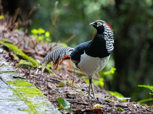 Chrysolophus amherstiae, 2026-08-30