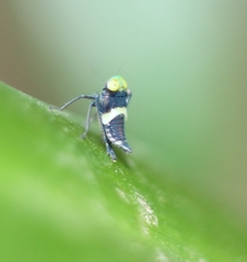 Cicadellidae