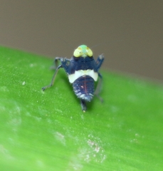Cicadellidae