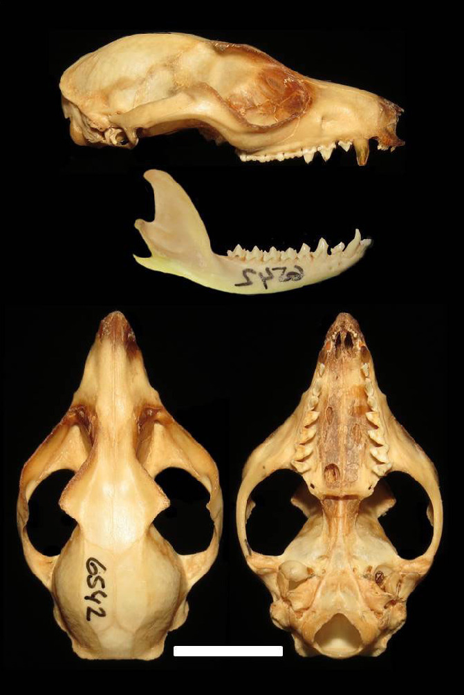 Heavy-browed Mouse Opossum
