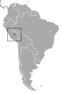Heavy-browed Mouse Opossum
