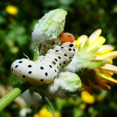 Tenthredo neobesa
