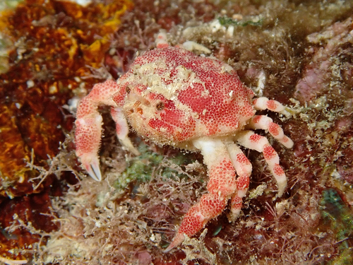 Nucia speciosa observed 2026-08-30