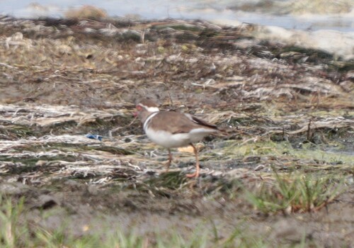 iNaturalist image