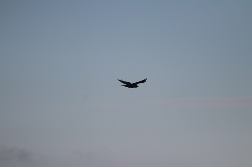 Common Raven