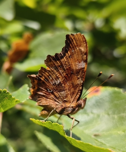 European Comma
