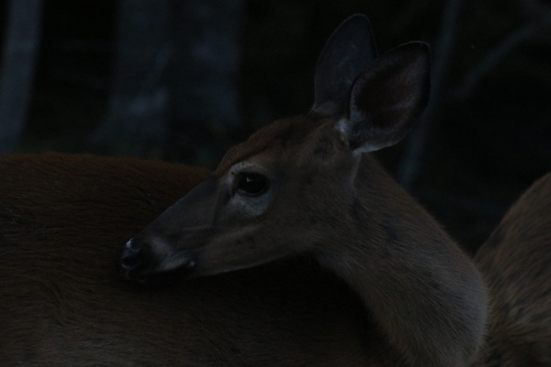 White-tailed Deer