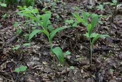 Polygonatum odoratum