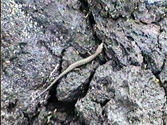 Cryptoblepharus ater