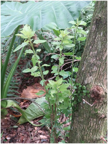 Premna microphylla observed 2026-08-30