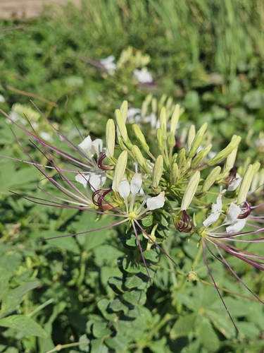 Tarenaya longicarpa