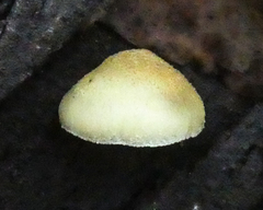 Crepidotus eucalyptorum