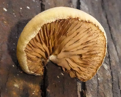 Crepidotus eucalyptorum