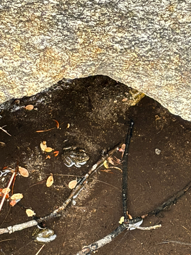 iNaturalist observation photo of Sierra Nevada Yellow-legged Frog