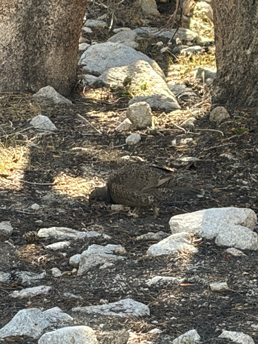 iNaturalist observation photo of Sooty Grouse