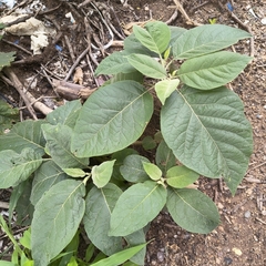 Solanum erianthum, photograph (c) Raja Sekhar Chimirala, some rights reserved (CC BY)