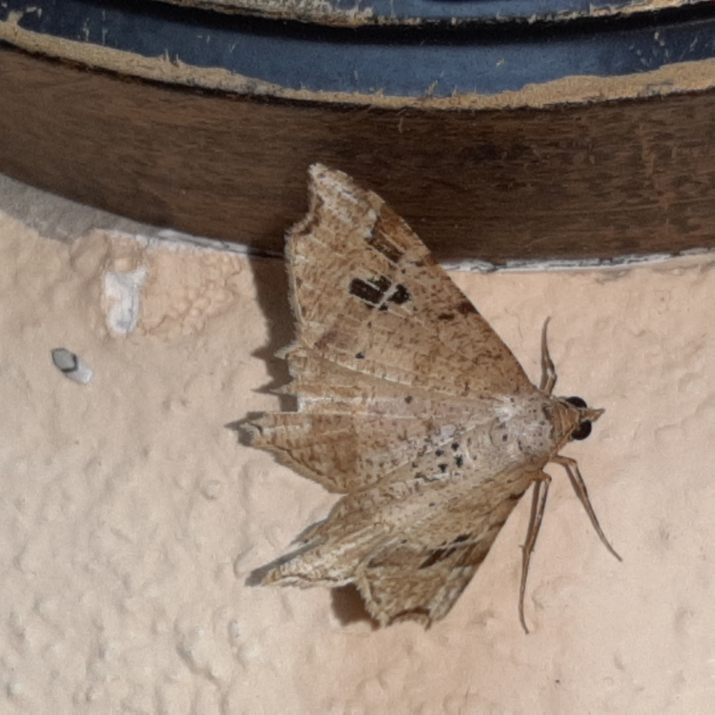 Macaria bejucoaria