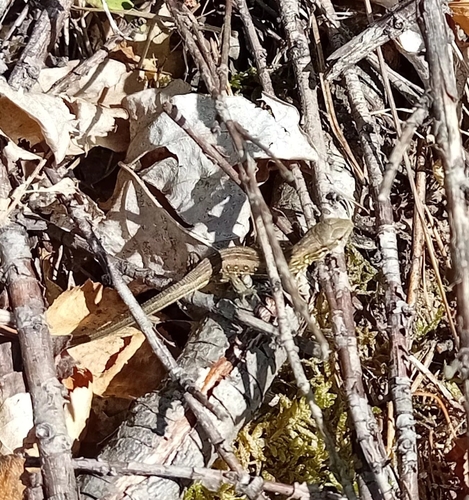 Sand Lizard