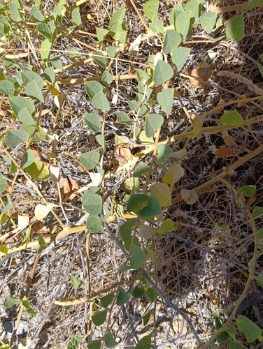 Caper Bush