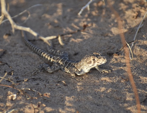 Long-nosed Leopard Lizard